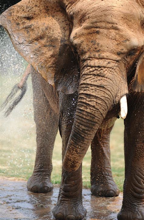 Elephant Spraying Water Photograph By Matt Plyler Fine Art America