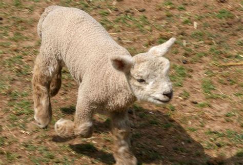 Photos Of Adorable Newborn Babydoll Sheep Will Make You Squeeee
