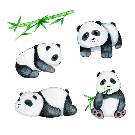 Acuarela Clipart Pandas Lindos Osos Asiáticos Y Bambú Vector Premium
