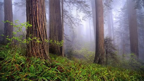 Morning Forest Mist