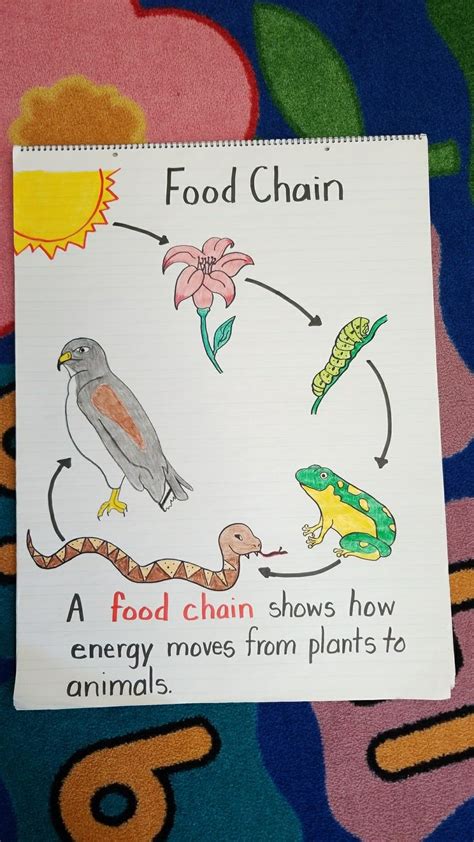 First Grade Food Chain Anchor Chart Done Science Food