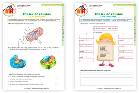 Clases De Células 5to Grado Interactive Science Notebook Teaching