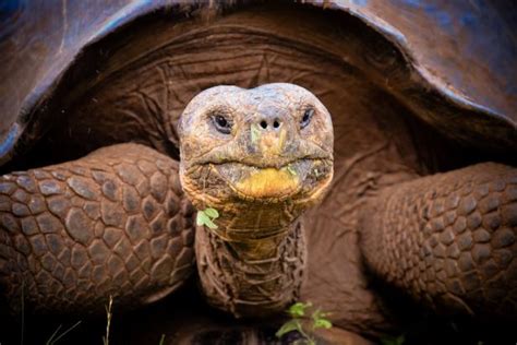 Galápagos Giant Tortoises Are Mysteriously Turning Up Dead In Ecuador