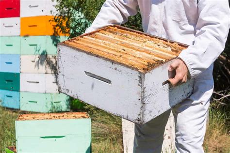 How Many Beehives Does It Take To Make A Living Is This Realistic Bee Keeper Facts