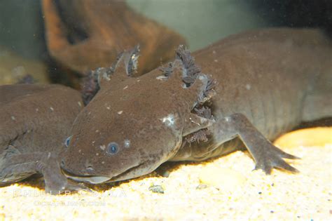 Axolotl Ambystoma Mexicanum Photo 13983