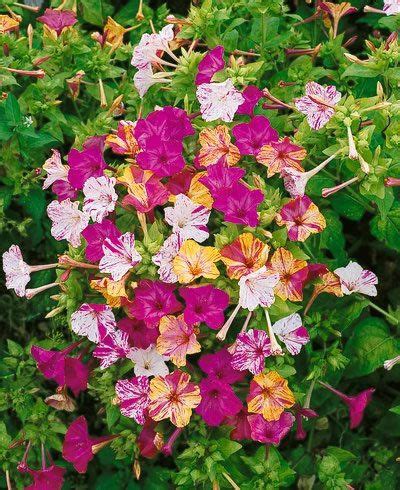 Four o�clock�s, so named because they typically bloom late in the afternoon, are among the most colorful, fragrant, and robust of all flowers that can be grown from seed. Four O' Clock Flower Seeds - Marvel of Peru Flowers Seed ...