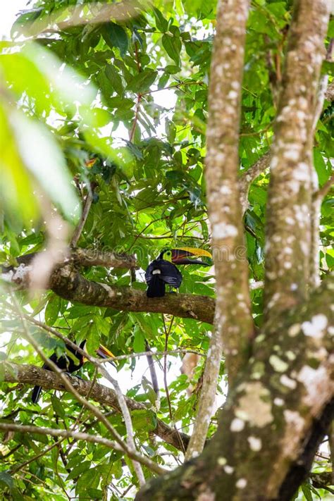 The Chestnut Mandibled Toucan In The Tree Stock Photo Image Of Exotic