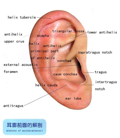 External Ear Anatomy Ear Anatomy Anatomy