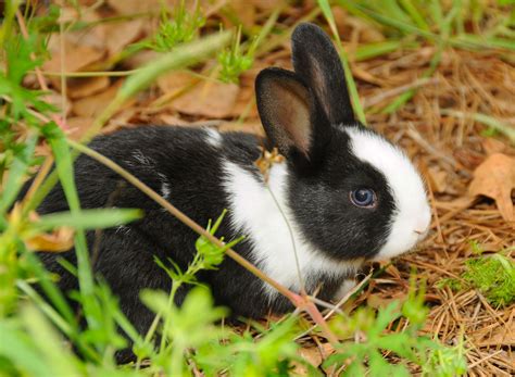 How To Care For A Pet Dutch Rabbit