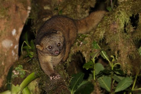 Discovery Of The Olinguito In Ecuador Apex Expeditions