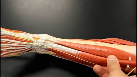 Muscular System Anatomy Anterior Leg Muscles Model Description Somso