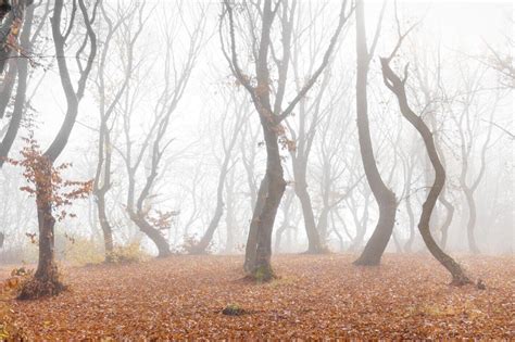 The Scariest And Most Haunted Forests On The Planet