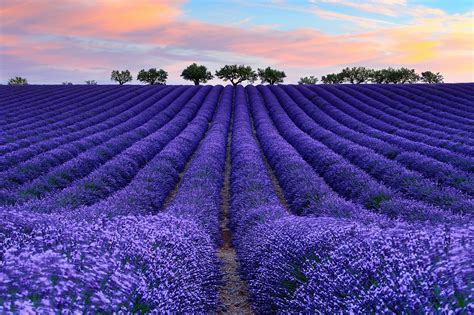 Campo de lavanda. Mira amplios fondos hermoso paisaje de un tablet