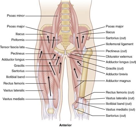 Tensor fasciae latae (it band). Rehabilitation of Thigh Injuries | Musculoskeletal Key