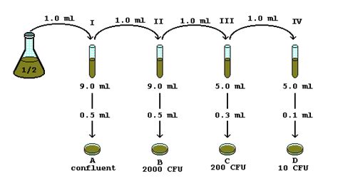 When calculating dilution factors, it is important that the units of volume and concentration remain consistent. Serial Dilution Problem Help