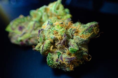 Top 10 Highest Thc Cannabis Strains Of 2022 Alchimia Grow Shop
