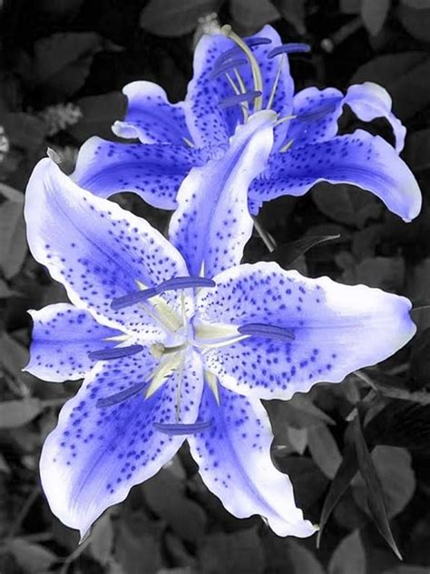Blue Tiger Lily Flower