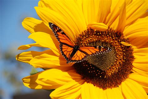 Monarch Sunflower Wallpaper Monarch Butterfly Butterfly Wallpaper