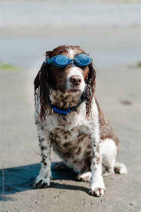 Dog Wearing Swimming Goggles At The Beach By Suzi Marshall