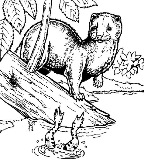 When autocomplete results are available use up and down arrows to review and enter to select. Minnesota Coloring Pages at GetDrawings | Free download