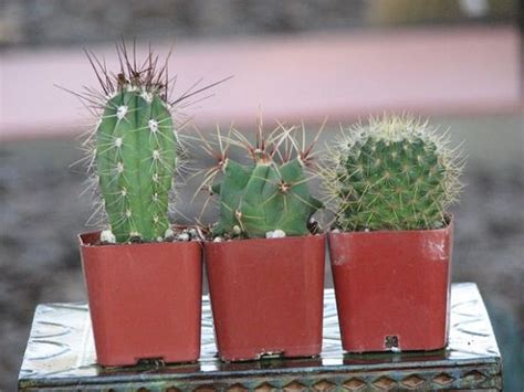 They gave a sense to my life and i spared no expense in growing them and in searching for new species. How to Buy Cactus Online India | Best Place to Buy Cactus ...