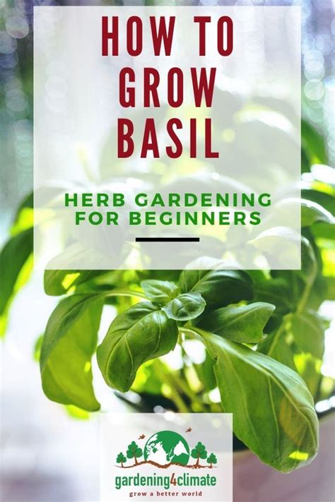 Growing Basil How To Grow Basil The Easy Way In 2021 Growing Basil