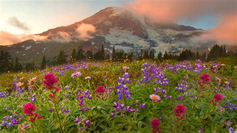 Wallpaper Lupines Flowers Various Greens Mountains Trees Clouds