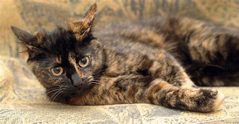 20 Things You Didnt Know About Tortoiseshell Cats