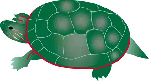 Animated Turtle Clipart Free Download On Clipartmag