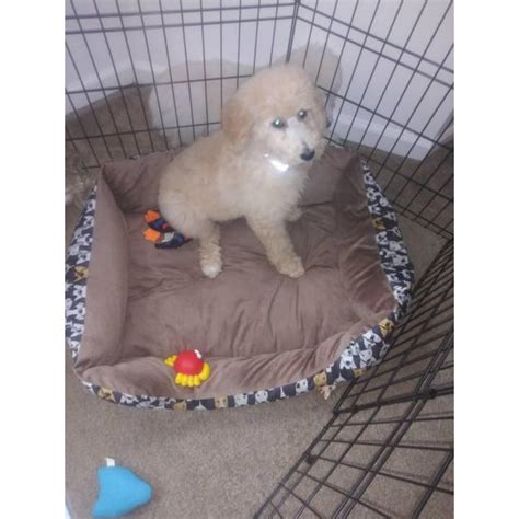 Only guaranteed quality, healthy should there not be any standard poodle puppy listings shown, please complete the form below to register your interest in buying an standard poodle. One female standard poodle puppy in Atlanta, Georgia ...