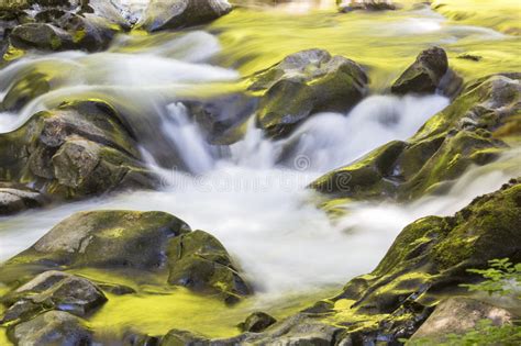Golden Sol Duc River Stock Photos Free And Royalty Free Stock Photos