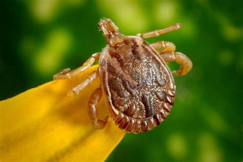 Getting Rid Of Ticks Is Easy For Example You Could Try Mowing Your Grass