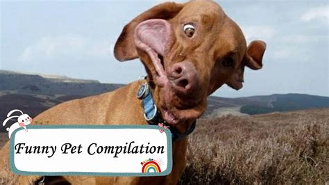 Funny Pet Compilation The Funniest Video Of Pets Fails Youtube