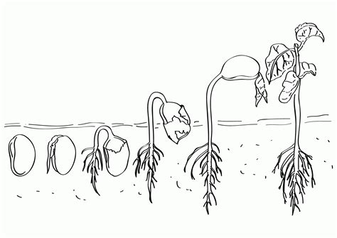 Life Cycle Of A Plant Colouring Page Clip Art Library