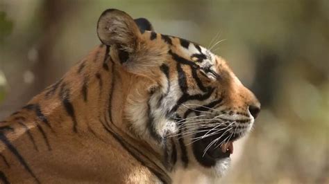 Safari Holidays And Tours Wildlife Holidays And Trips 202425 Wildlife