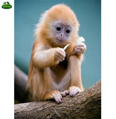 Maybe you would like to learn more about one of these? Fantastis 17+ Wallpaper Lucu Monyet - Joen Wallpaper
