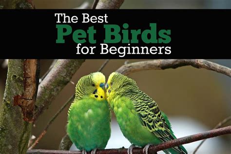 The Best Pet Birds for Beginners - PBS Pet Travel