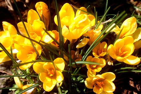 A Niagara Region Garden: Spring Flowers