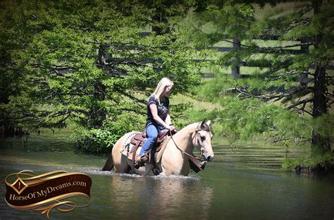 Tuff is a good looking 15.3 colored up broke buckskin gelding. 029-Prince-AQHA-Buttermilk-Buckskin-Quarter-Horse-Gelding-For-Sale | Horse of My Dreams