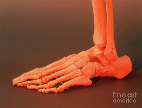View Of The Bones In A Human Foot Photograph By Astrid And Hanns Frieder