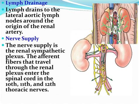 Ppt Anatomy Of The Kidney And Ureter Powerpoint Presentation Free