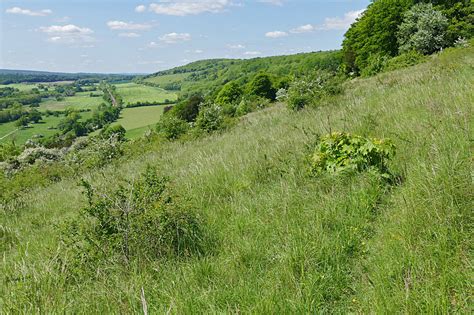 Chalk Grassland Denbies Hillside © Alan Hunt Cc By Sa20 Geograph