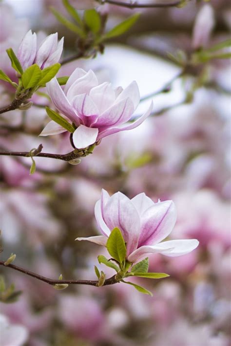 This page is a flower stock photo gallery. Free Magnolia Soulangiana Flowers Stock Photo - FreeImages.com