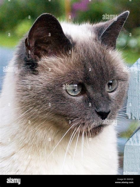 Long Haired Burmese Hi Res Stock Photography And Images Alamy