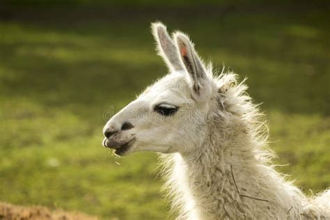 134 Llama Head Side View Stock Photos Free And Royalty Free Stock