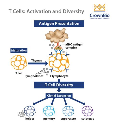 Using T Cells In Immuno Oncology