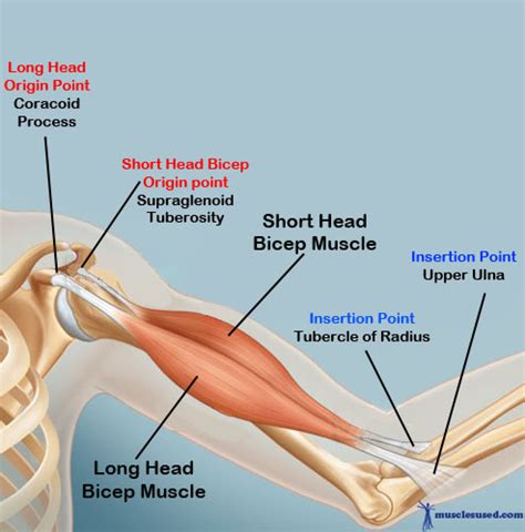 (remember, the biceps brachii muscle is made up of two different heads, hence bi: What is Forearm Flyout? - Pitching Now