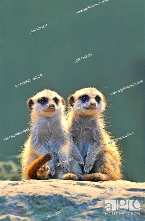 Meerkats Suricata Suricatta Two Young Animals Stock Photo Picture