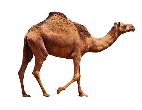 A camel's diet consists of whatever is growing in the area. What Is a Dromedary? | Wonderopolis