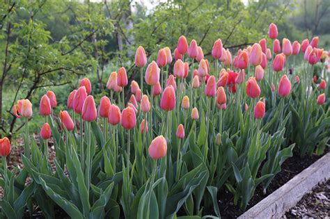 How Was Your Spring Bulb Garden Longfield Gardens